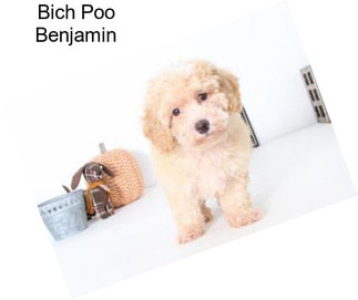 Bich Poo Benjamin