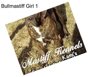 Bullmastiff Girl 1