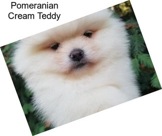 Pomeranian Cream Teddy