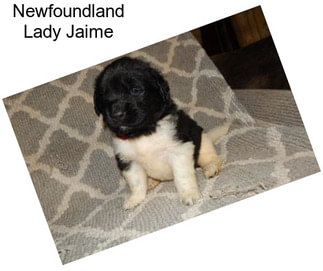 Newfoundland Lady Jaime