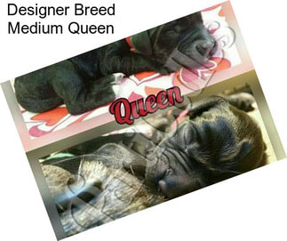 Designer Breed Medium Queen