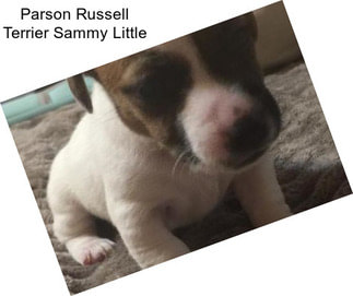 Parson Russell Terrier Sammy Little