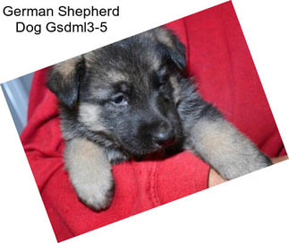 German Shepherd Dog Gsdml3-5