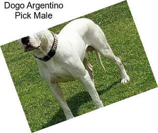 Dogo Argentino Pick Male