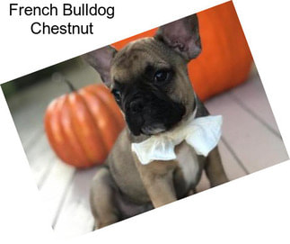 French Bulldog Chestnut