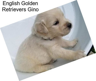 English Golden Retrievers Gino