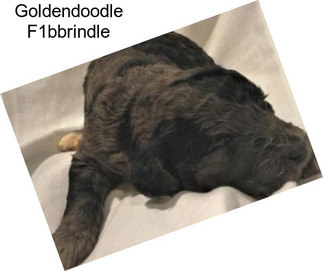 Goldendoodle F1bbrindle