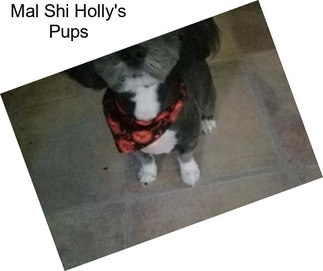 Mal Shi Holly\'s Pups