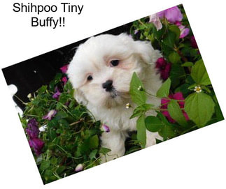 Shihpoo Tiny Buffy!!