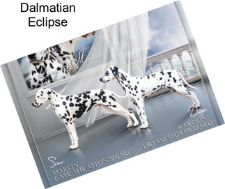 Dalmatian Eclipse