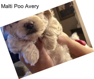 Malti Poo Avery