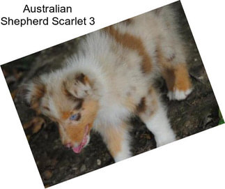 Australian Shepherd Scarlet 3