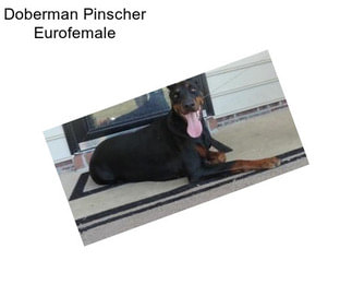 Doberman Pinscher Eurofemale