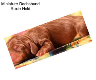 Miniature Dachshund Roxie Hold