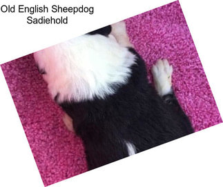 Old English Sheepdog Sadiehold