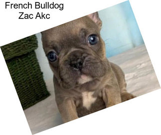 French Bulldog Zac Akc