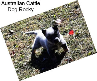 Australian Cattle Dog Rocky