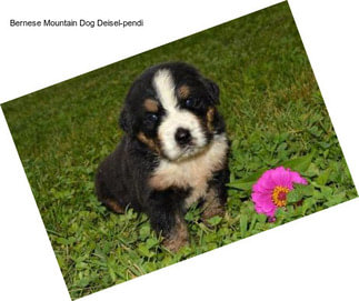 Bernese Mountain Dog Deisel-pendi