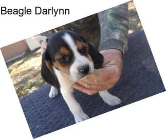 Beagle Darlynn