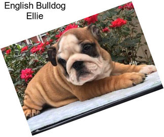 English Bulldog Ellie