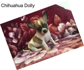 Chihuahua Dolly