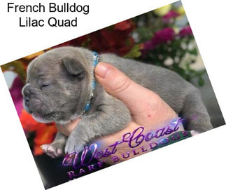 French Bulldog Lilac Quad