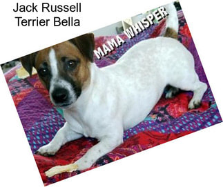Jack Russell Terrier Bella