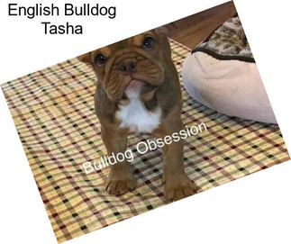 English Bulldog Tasha