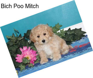 Bich Poo Mitch