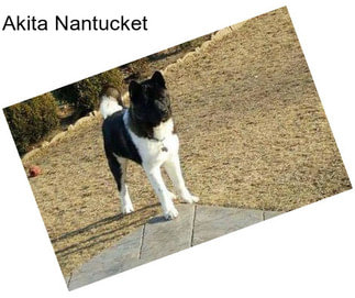 Akita Nantucket