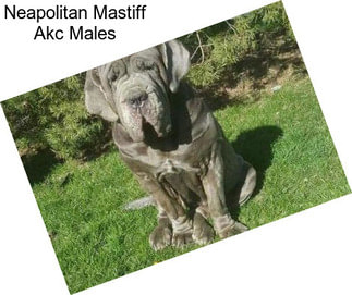 Neapolitan Mastiff Akc Males