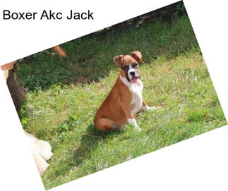 Boxer Akc Jack