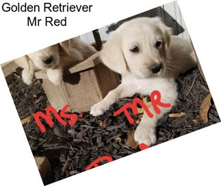 Golden Retriever Mr Red