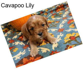 Cavapoo Lily