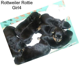 Rottweiler Rottie Girl4