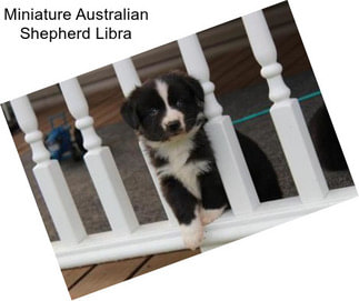 Miniature Australian Shepherd Libra