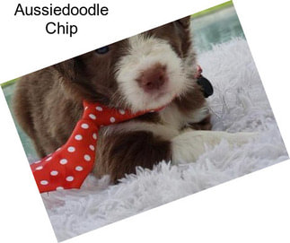 Aussiedoodle Chip