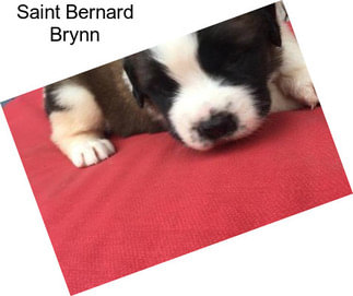 Saint Bernard Brynn