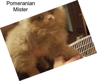 Pomeranian Mister
