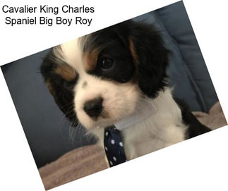 Cavalier King Charles Spaniel Big Boy Roy