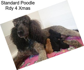 Standard Poodle Rdy 4 Xmas