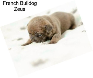 French Bulldog Zeus