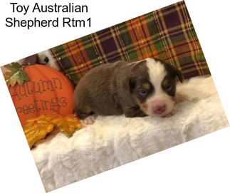 Toy Australian Shepherd Rtm1