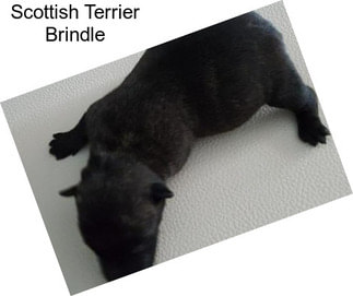 Scottish Terrier Brindle