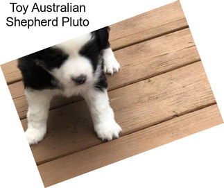 Toy Australian Shepherd Pluto
