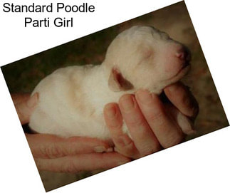 Standard Poodle Parti Girl