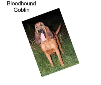 Bloodhound Goblin