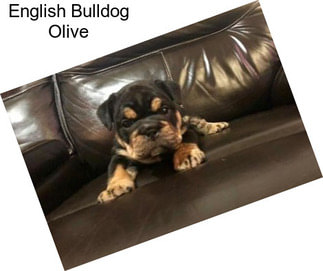 English Bulldog Olive