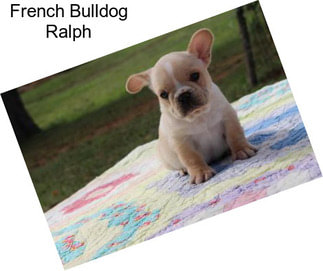 French Bulldog Ralph