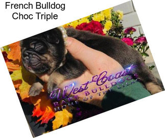 French Bulldog Choc Triple